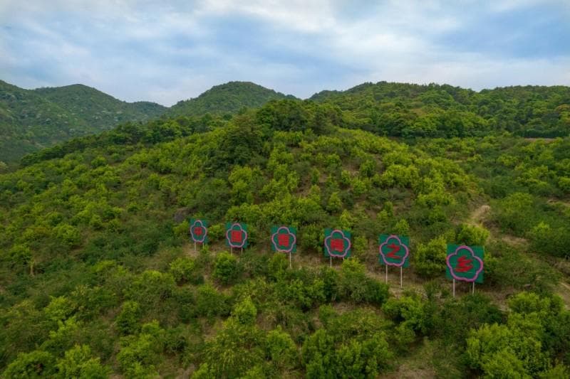 产量产能全国前列，解锁梅见青梅种植基地普宁的富民兴村密码