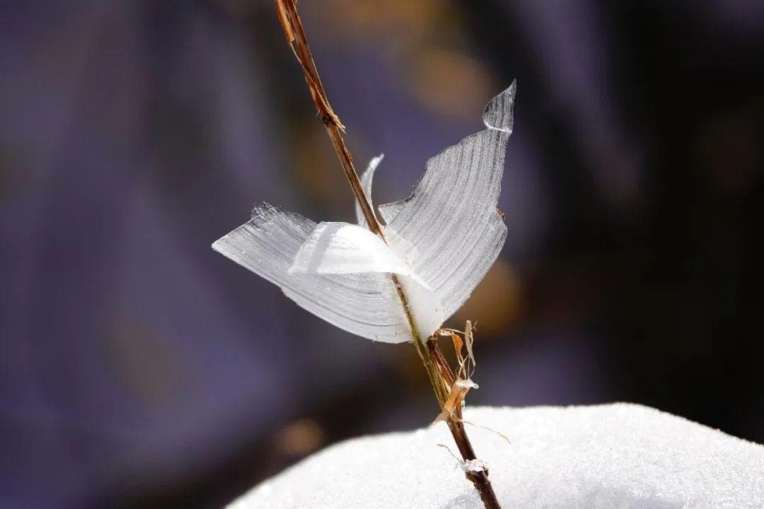 山间里的冰霜仙子——冬凌草