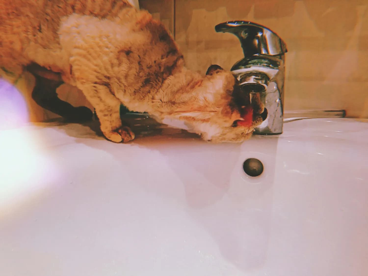 猫咪肾衰竭的食疗方案：饮食管理与中药调理