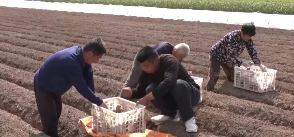 “菜篮子”价格呈现季节性下降 姜蒜供应偏紧涨势明显