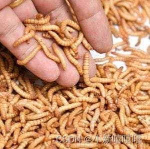 奇特的昆虫大麦虫：营养、药用、养殖与未来