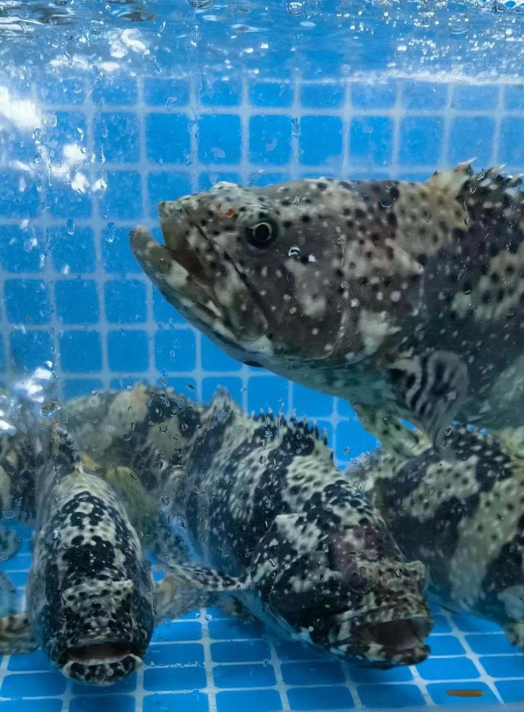石斑鱼大揭秘：从生物学特性到清蒸做法