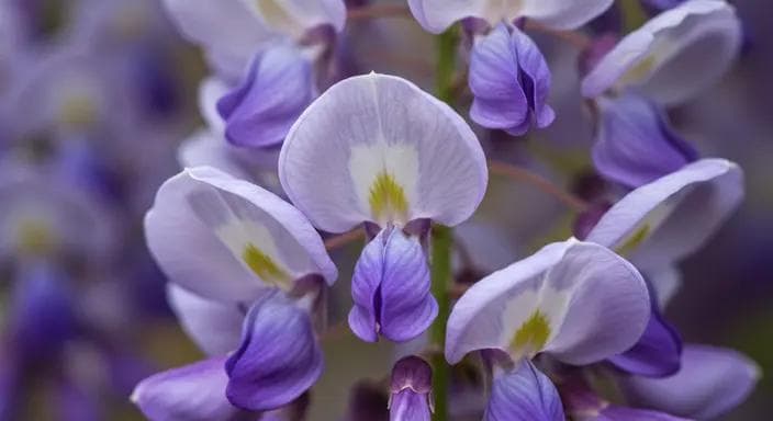 【2025日本紫藤花攻略】最新日本紫藤花花期预测及最佳赏花地点