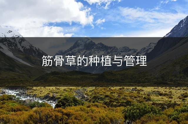 筋骨草的种植与管理
