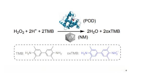 ACS Catalysis：基于密度泛函理论预测纳米材料模拟过氧化物酶活性