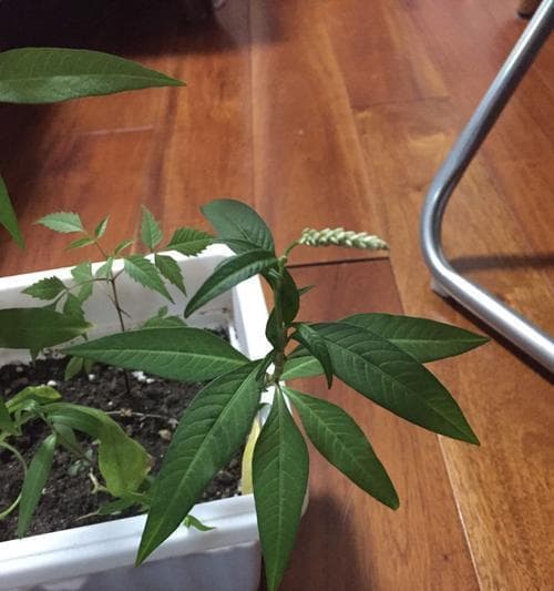 教你如何正确识别植物：从入门到精通的实用指南