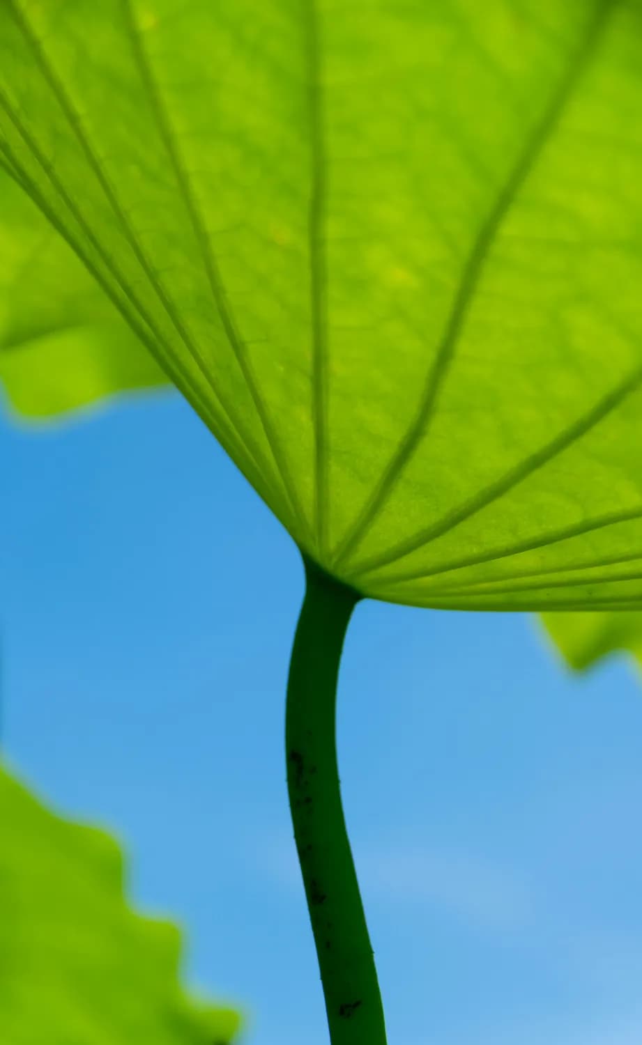 夏日消暑神器：荷叶菊花薏米汤