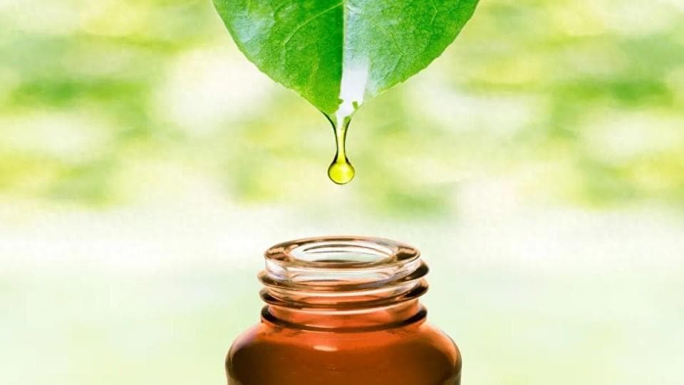 治愈之触：7种可能成为医学未来关键的植物
