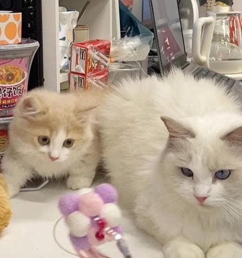 小猫粘人，好事还是坏事（探寻宠物与人类之间的奇妙关系）
