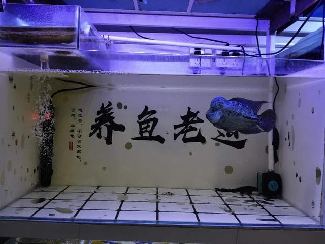 滤棉虽然干湿分离，不也产生各种毒素吗，和在鱼缸里有什么区别？