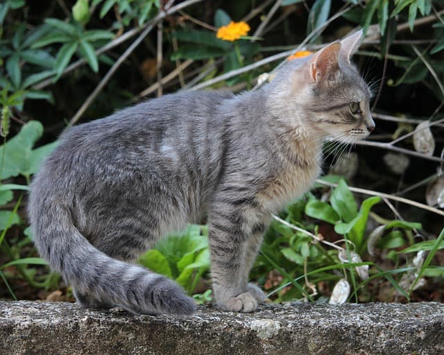 猫狗常见病毒性疾病的科学认识