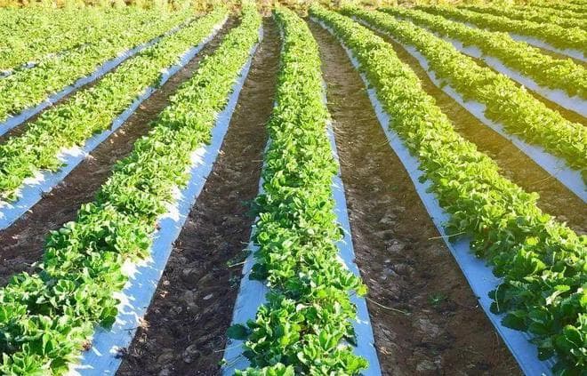 【植被地理】高考地理中的农业覆盖技术、地理教学中的革质叶片与蜡质叶片