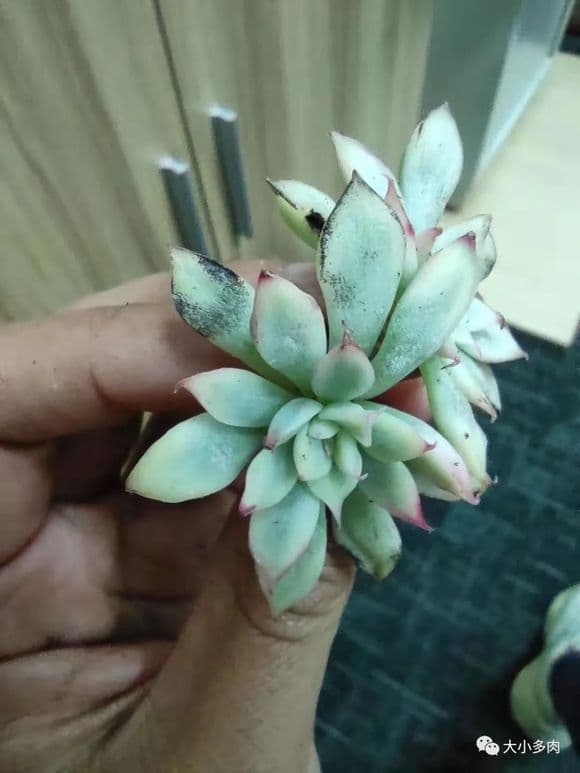 多肉新手必读：烟煤病防治与生根粉、多菌灵使用指南