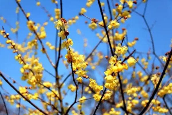武汉赏腊梅攻略：东湖梅园等十大景点详解