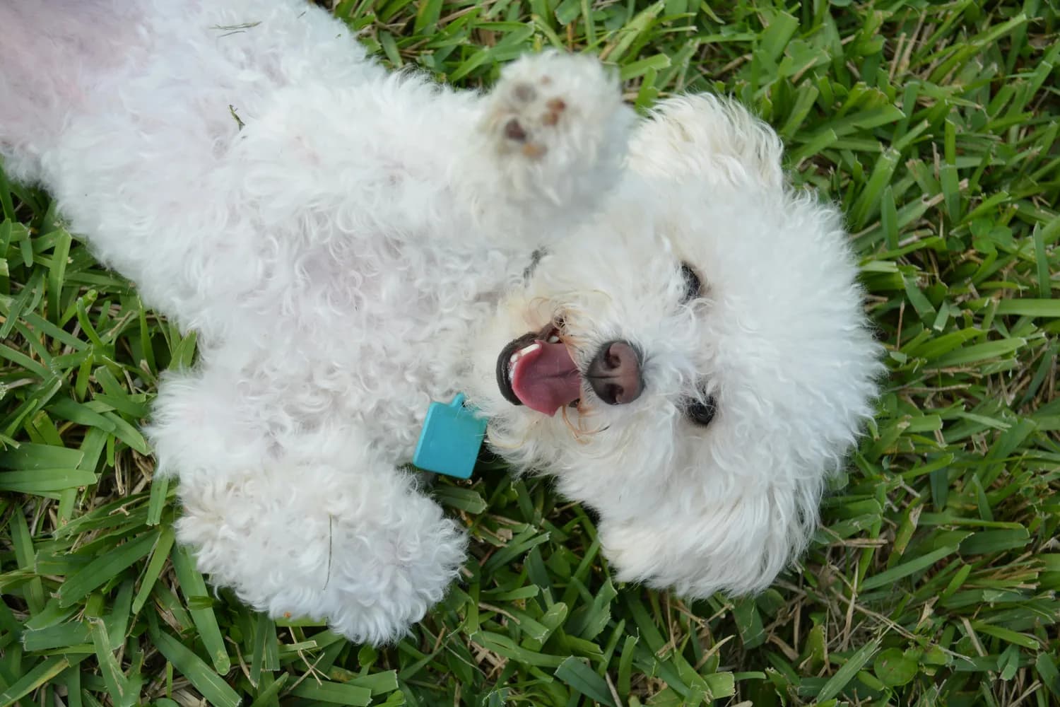 比熊犬急救指南：关键时刻救它一命！