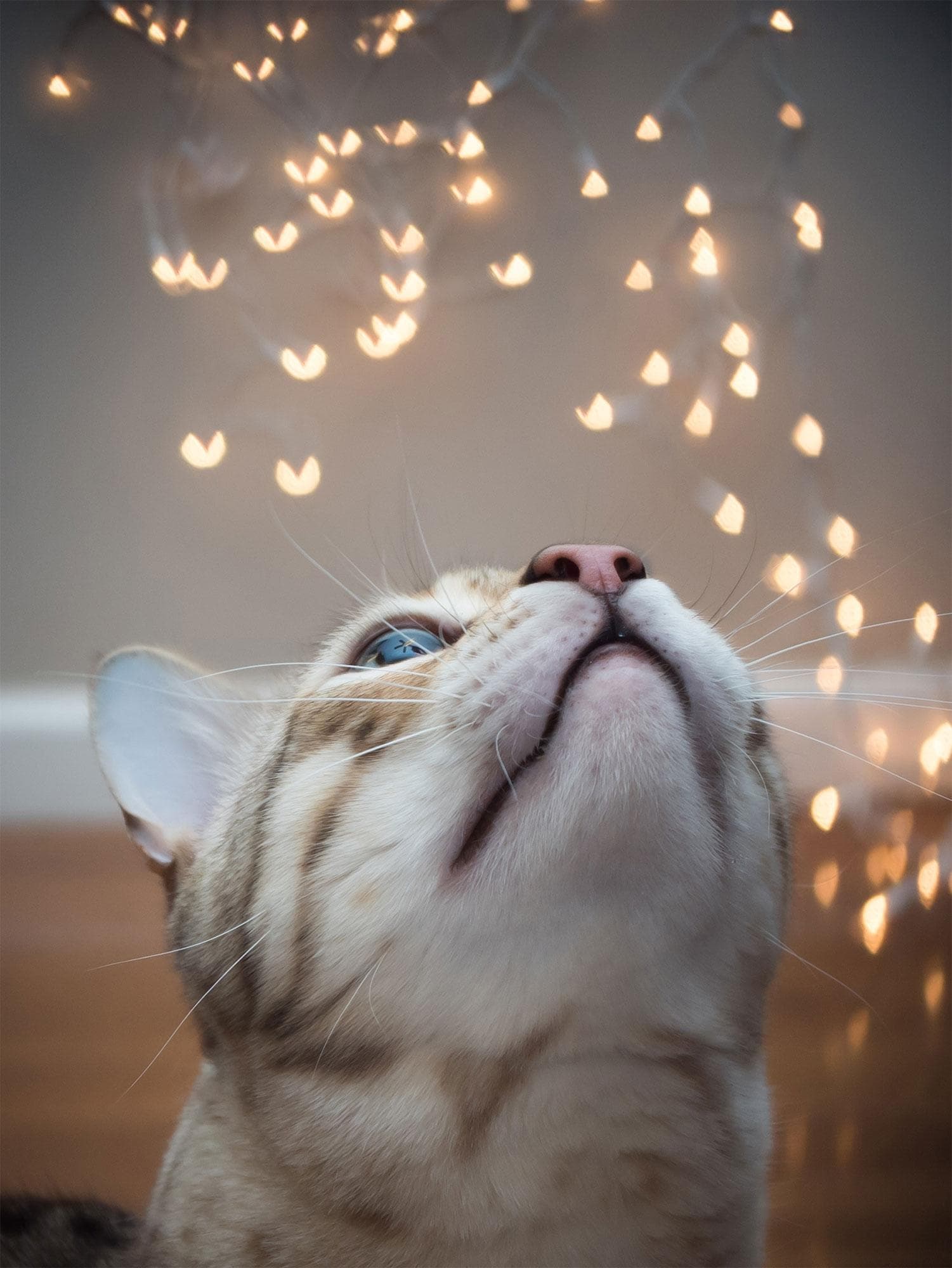 猫咪拍摄技巧：如何抓住每个精彩瞬间