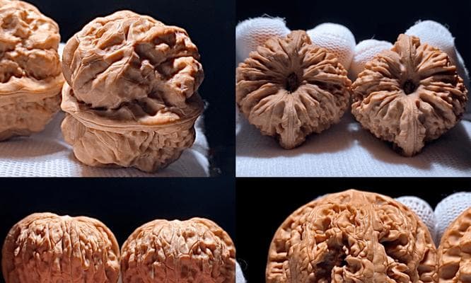 核桃的保鲜期能达到多久？（探究核桃的保鲜秘密及保鲜方法）