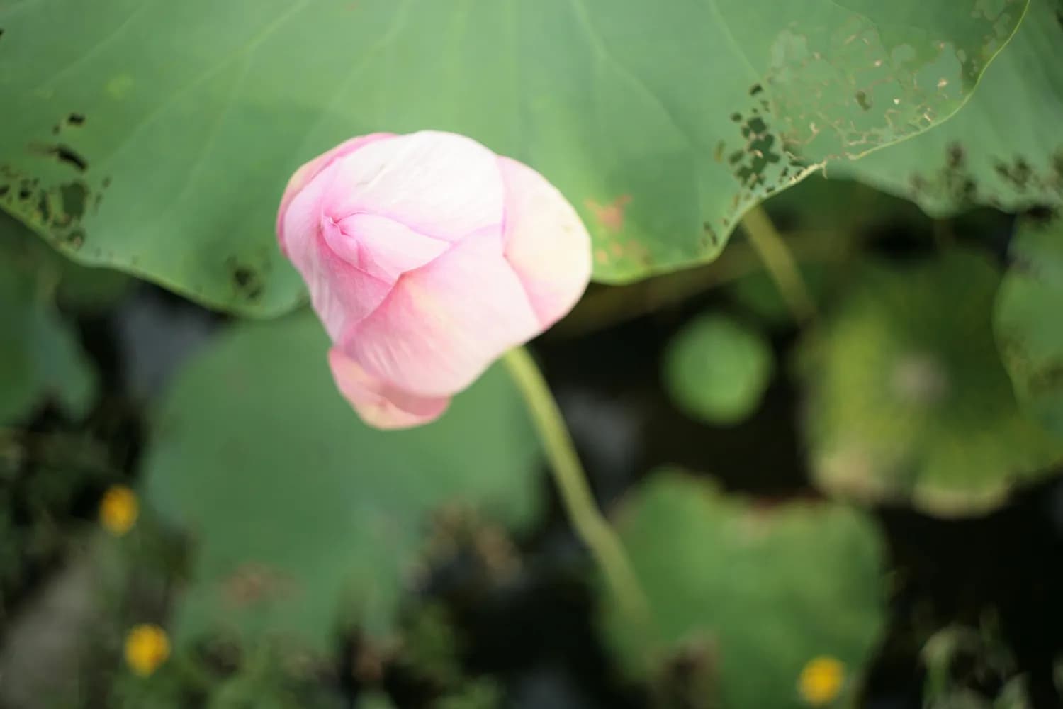 孟郊《去妇》中的“藕断丝连”：从诗句到成语