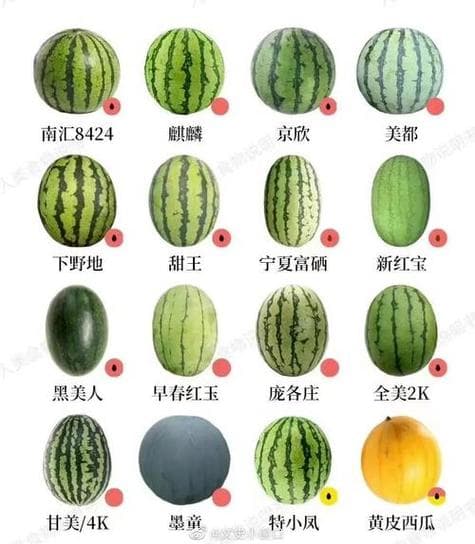 观察西瓜有哪些方面？解构西瓜：从外到内深度观察指南！