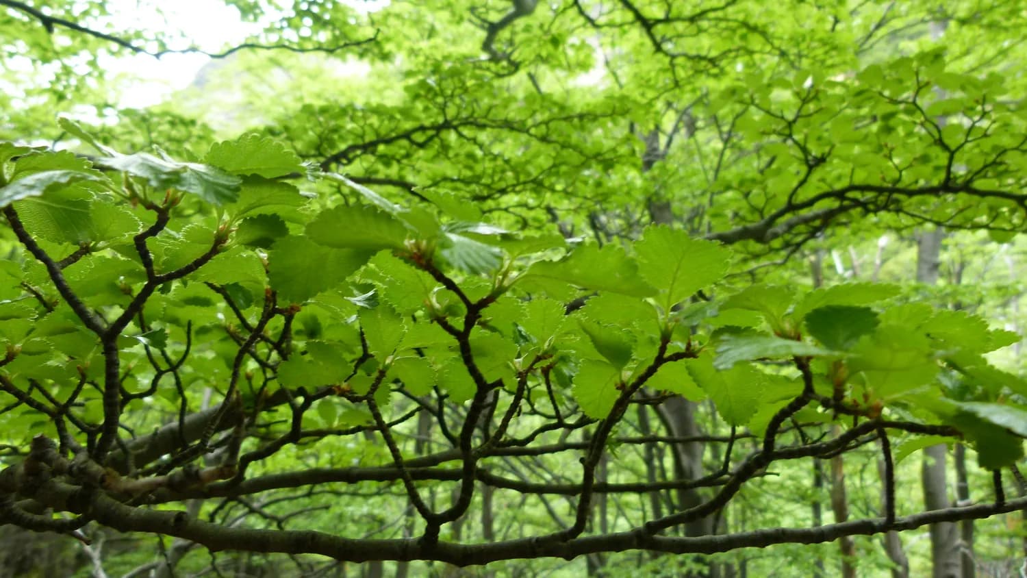 揭秘珙桐：植物界的活化石