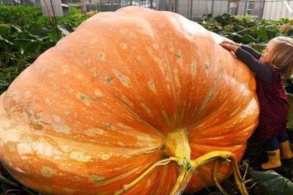 巨型大南瓜的种植技术，需采用高温的方式来浸种