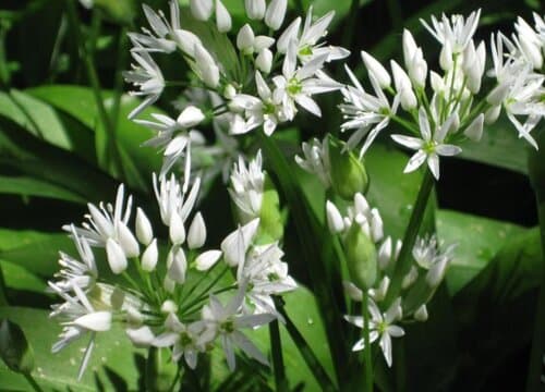 大蒜开花全解析：形态特征、时间及管理要点