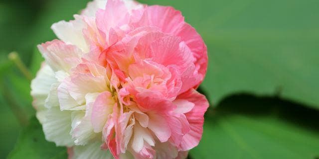 木芙蓉是落叶还是常绿植物