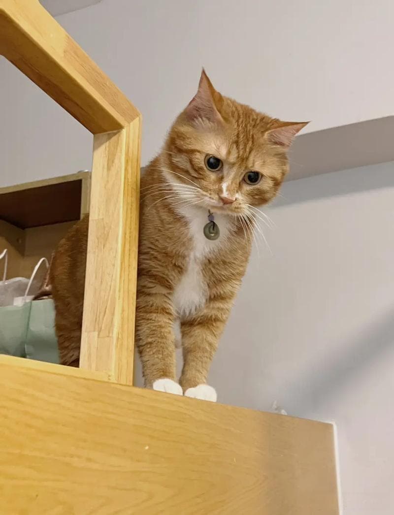 我宣布，橘猫真的不胖😭