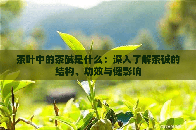 普洱茶中的茶碱与茶多酚：功效与区别全解析