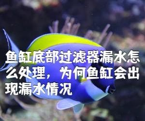 鱼缸漏水处理与养鱼指南：从选购到饲养全方位解析