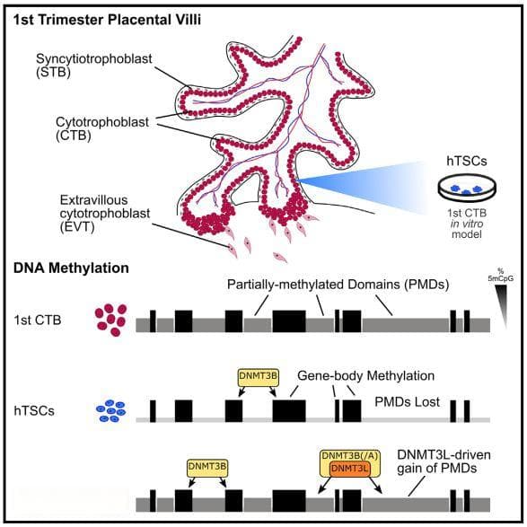 Cell Stem Cell | DNMT3L重塑人类胎盘的DNA甲基化组