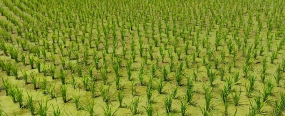 水稻种植条件与气候（以适宜的温度、湿度、土壤等为基础的种植）