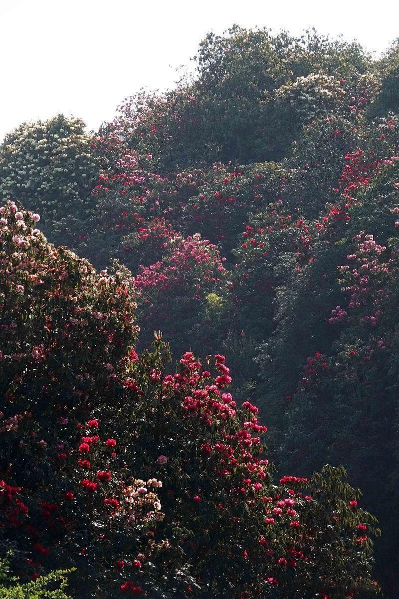 毕节百里杜鹃旅游攻略