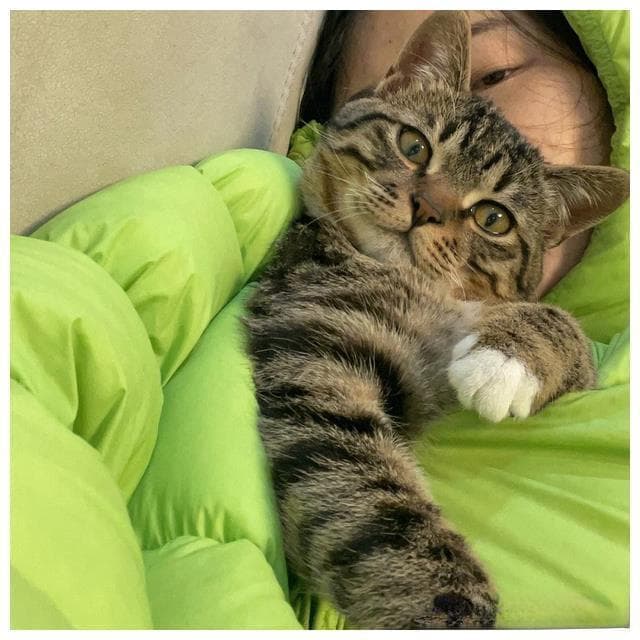 别再说“猫1岁=人7岁”了，正确的年龄换算表在这里！