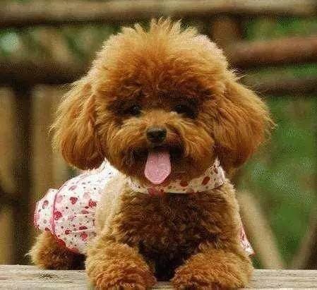 泰迪犬训练，塑造完美宠物伴侣