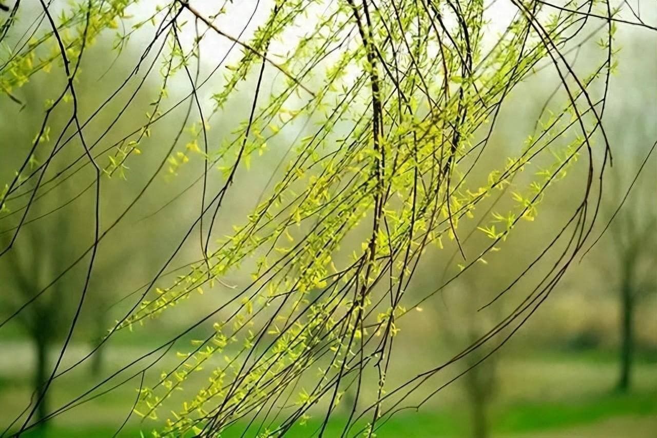 春眠不觉晓，处处闻啼鸟，二十首春晓诗词，你最喜欢哪一首？