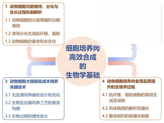 细胞培养肉高效合成的生物学基础与技术挑战