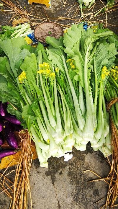 增城迟菜心：一株跨越千年的“菜王”传奇
