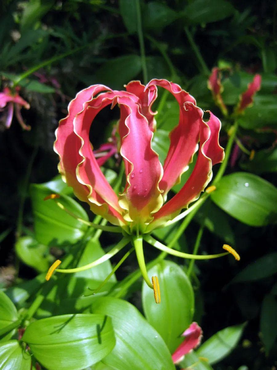 春暖后赶紧种嘉兰百合，块茎发芽就种土里，一个多月就开花