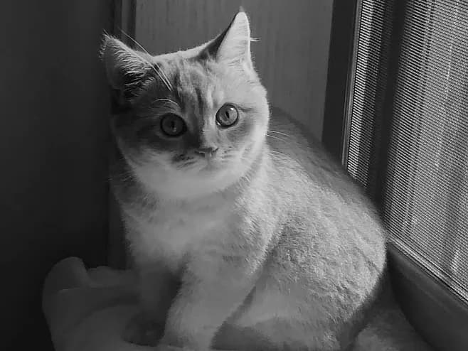 猫咪吃鱼也会有坏处？！