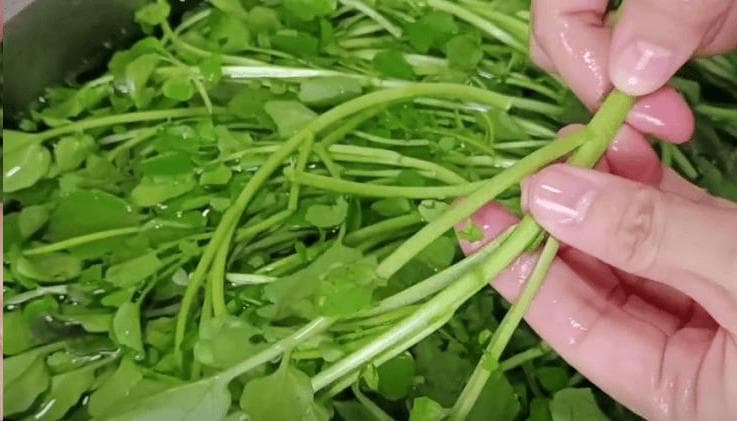 西洋菜如何清洗