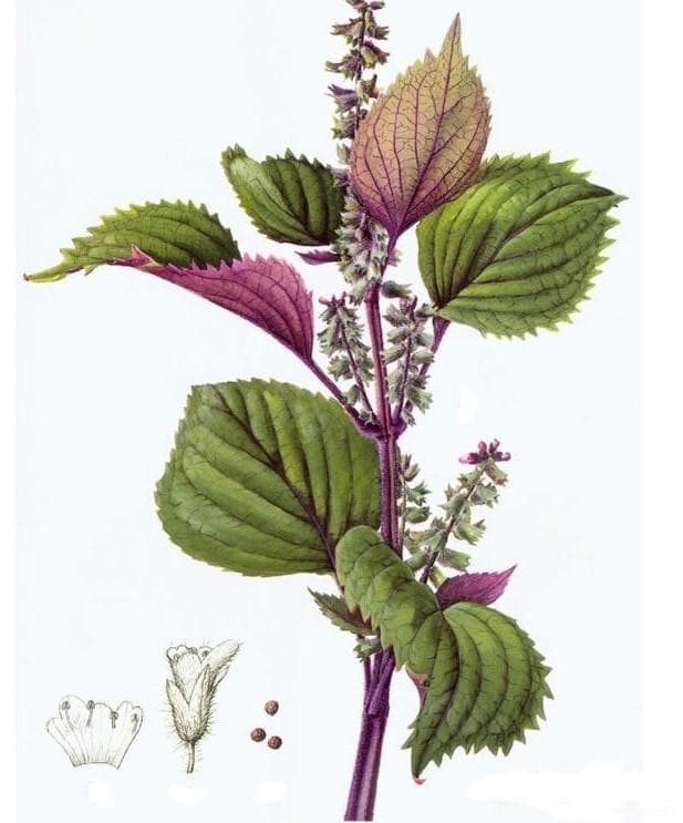紫苏：一种药食同源的植物及其栽培技术