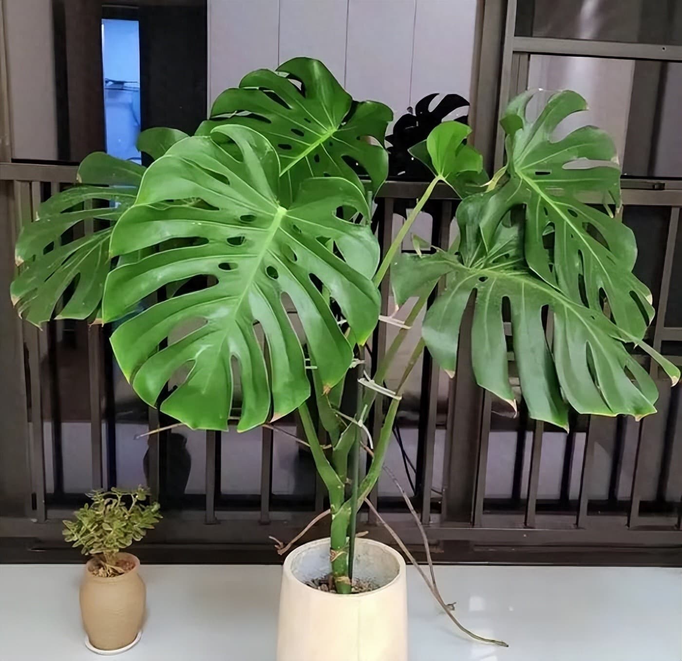 想除甲醛？这10种室内绿植效果超棒！