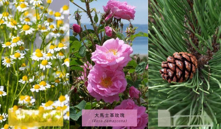 天氣好熱！推薦您純露提神和降溫小秘訣