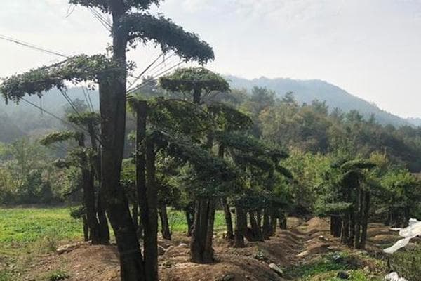 对节白蜡盆景养殖方法和注意事项