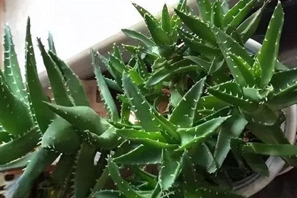 芦荟怎么移栽？