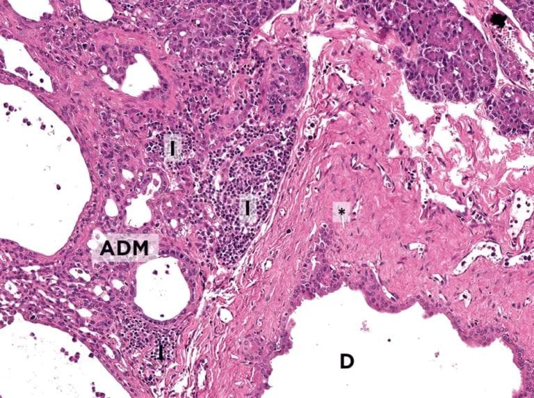 猫咪胰腺炎知识百科：识别、预防与管理策略