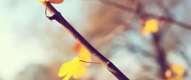 秋意浓：探索季节更替下的文化意义