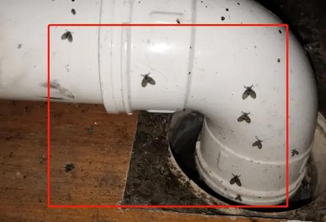 卫生间的小飞虫到底是啥？别看外表不起眼，但它的危害超出你想象