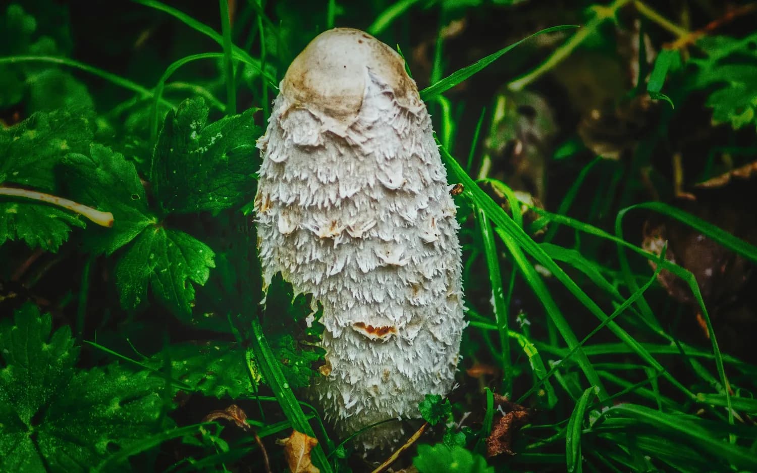 秋冬滋补首选：菌中皇后竹荪